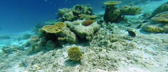 Maldive a Pasqua: Atollo Male Sud - Journeydraft - coralli maldive
