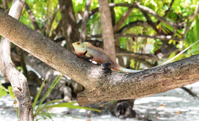 iguana maldive 